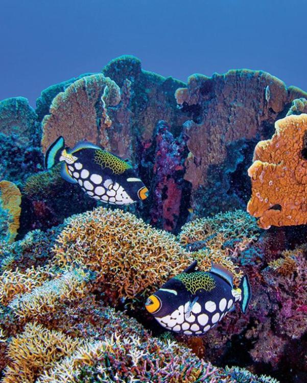 Resort Pristine Paradise Dive - Togean Islands, *